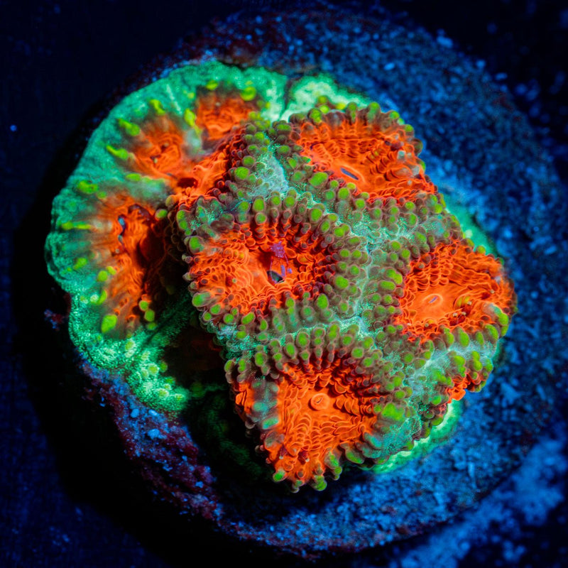 Christmas Tree Favia Coral with encrusting growth in reef aquarium