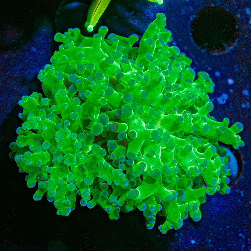Classic Frogspawn Euphyllia Coral with branching fleshy heads in reef aquarium
