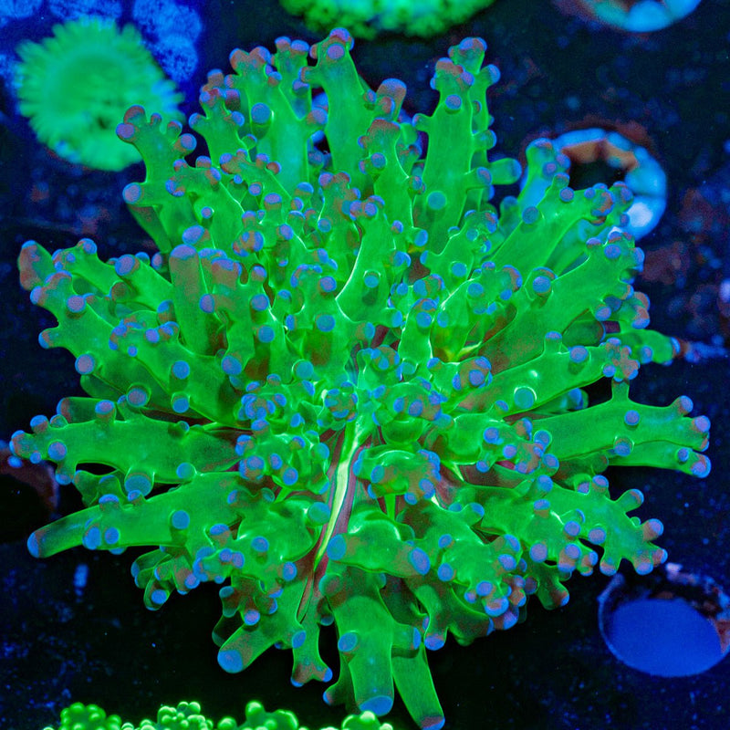 Classic Frogspawn Euphyllia Coral