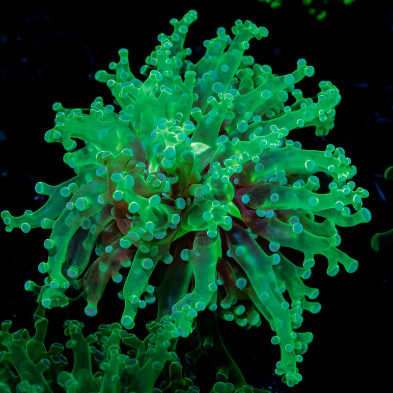 Classic Green Frogspawn Euphyllia Coral