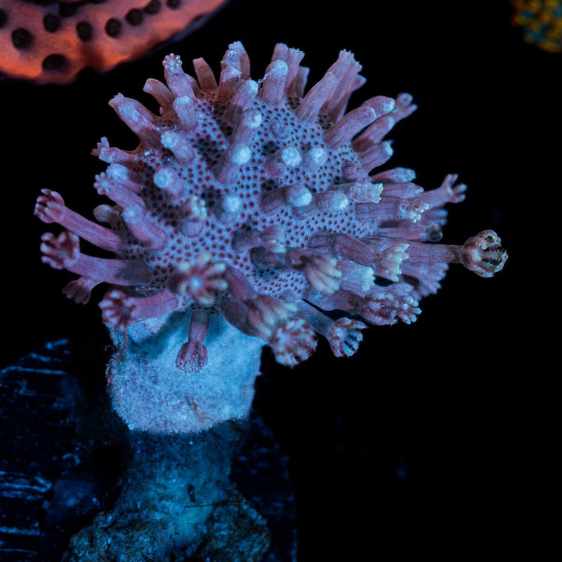 Classic Toadstool Leather Coral with smooth cap in reef aquarium