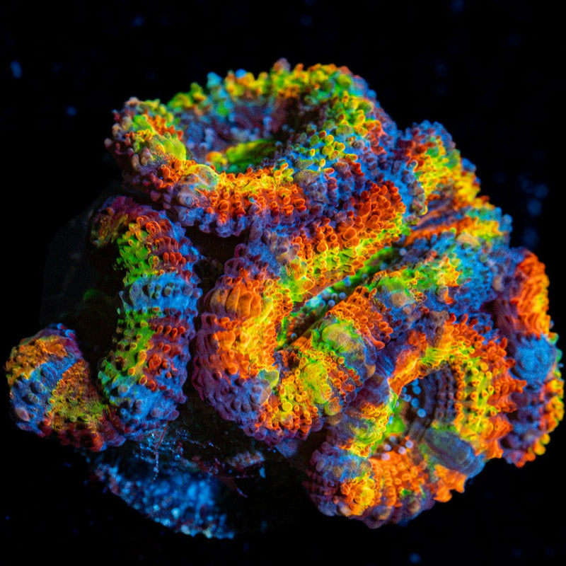 Clown Shoes Rainbow Acan Coral with fleshy polyps in reef aquarium