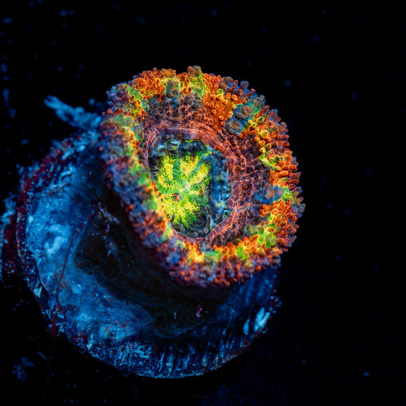 Clown Shoes Rainbow Acan Coral with fleshy polyps in reef aquarium