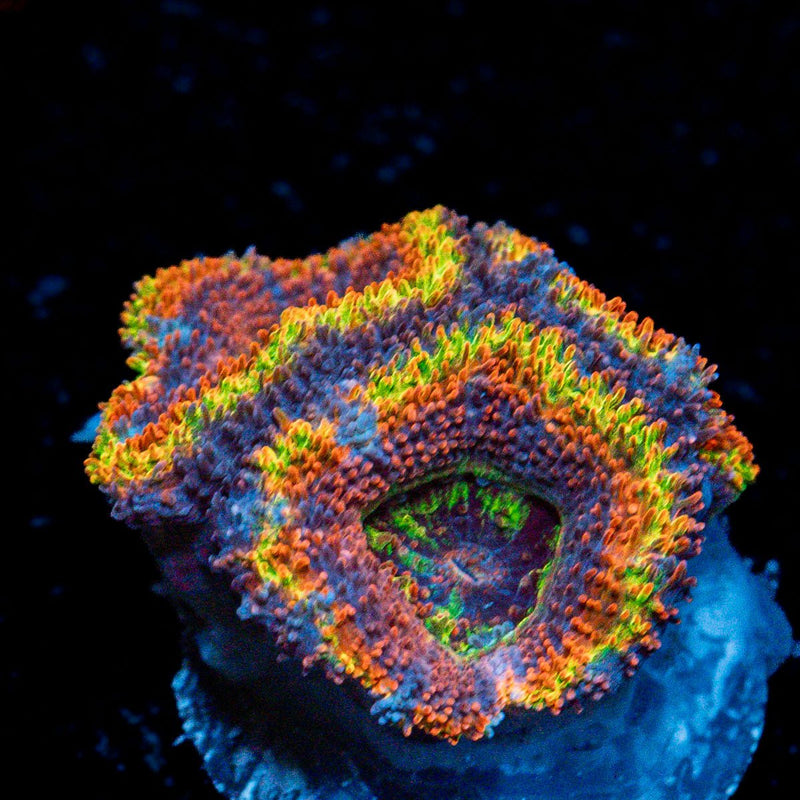 Clown Shoes Rainbow Acan Coral with fleshy polyps in reef aquarium