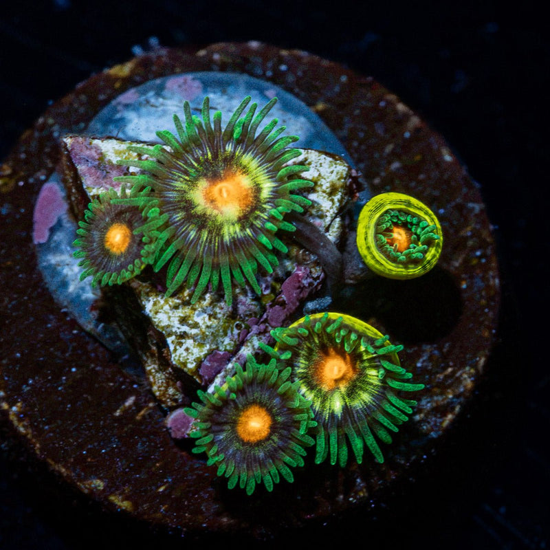 Daisy Cutters Zoanthid Coral