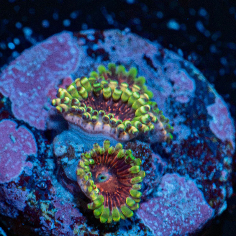 Dark Magician Zoanthid Coral