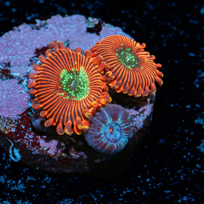 Dark Magician Zoanthid Coral colony growth in reef aquarium