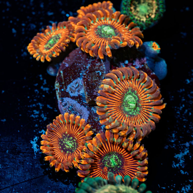 Dark Magicians Zoanthid Coral with colony growth in reef aquarium