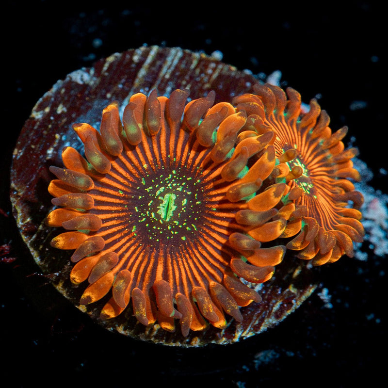 Dark Magicians Zoanthid Coral colony growth in reef aquarium