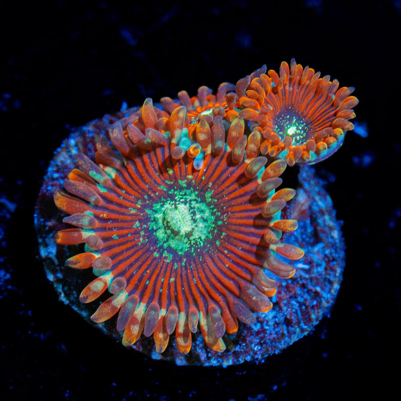 Dark Magicians Zoanthid Coral with colony growth in reef aquarium
