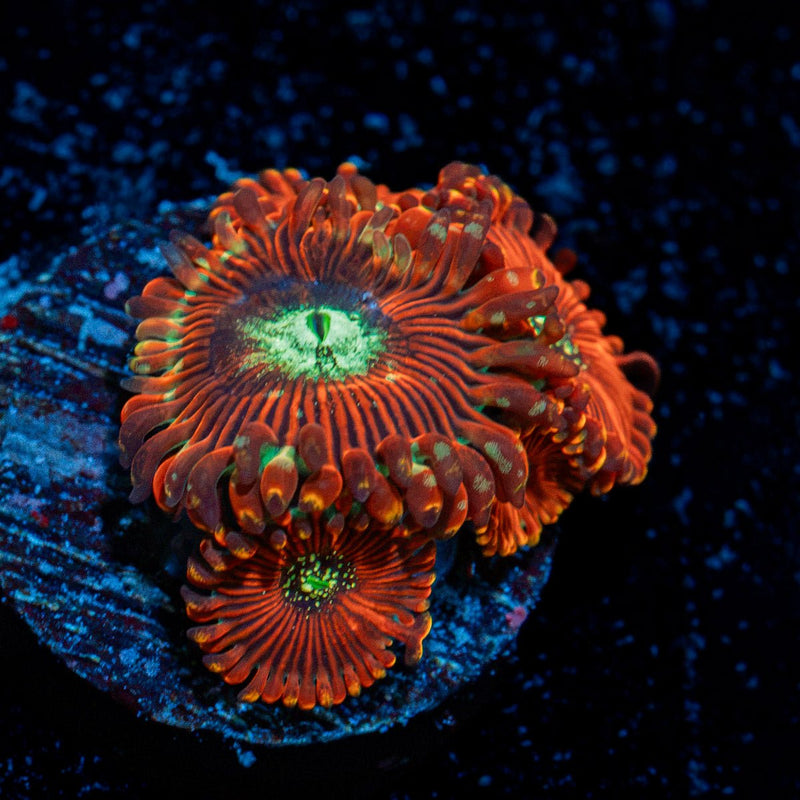 Dark Magicians Zoanthid Coral with colony growth in reef aquarium