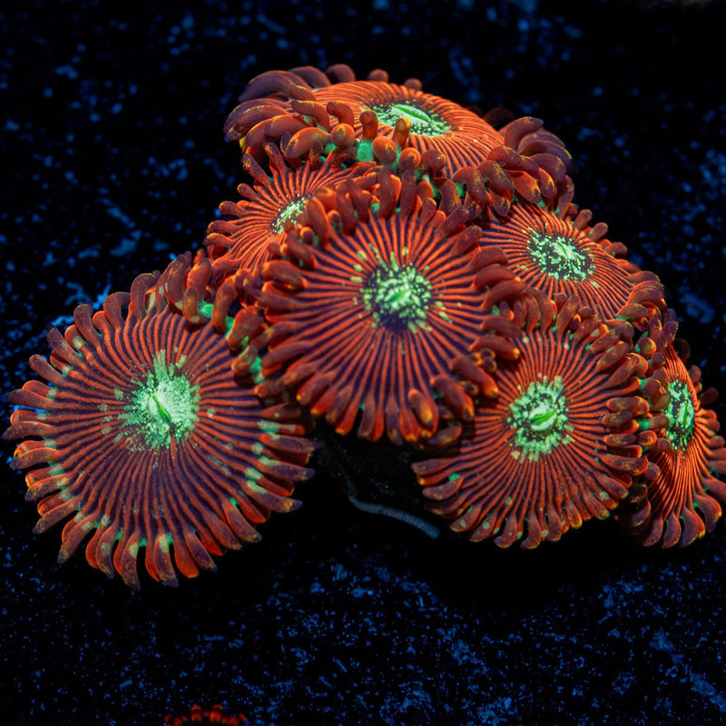 Dark Magicians Zoanthid Coral with colony growth in reef aquarium