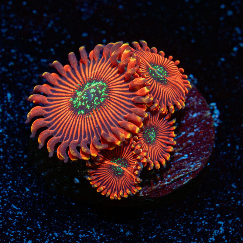 Dark Magicians Zoanthids Coral with colony growth in reef aquarium