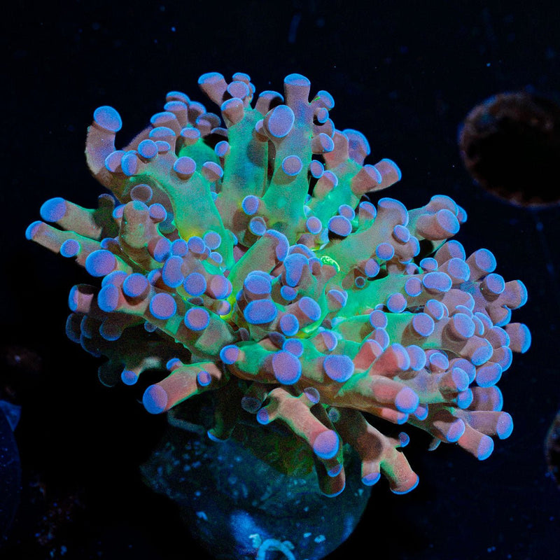 Darkness Frogspawn Euphyllia Coral with flowing polyps in reef aquarium