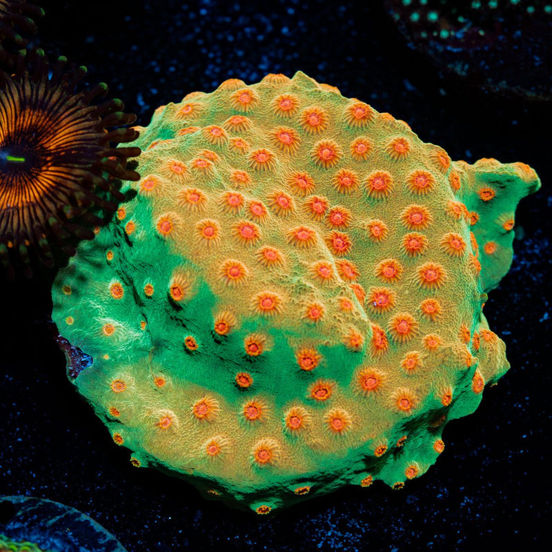 Defcon Cyphastrea Coral with encrusting growth in reef aquarium