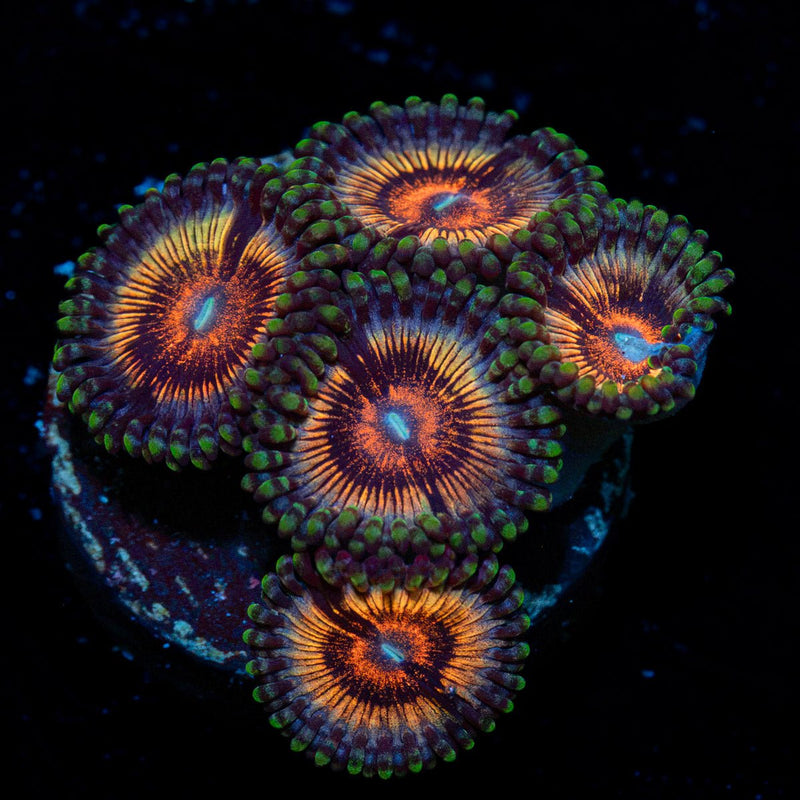 Desert Storm Zoanthid Coral