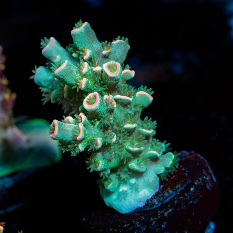 Domastile Disrupter Acropora Coral with branching growth in reef aquarium