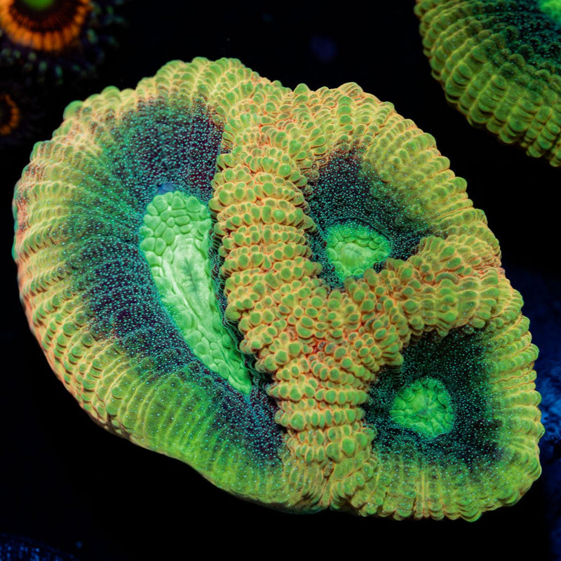 Dragon Slayer Favia Coral