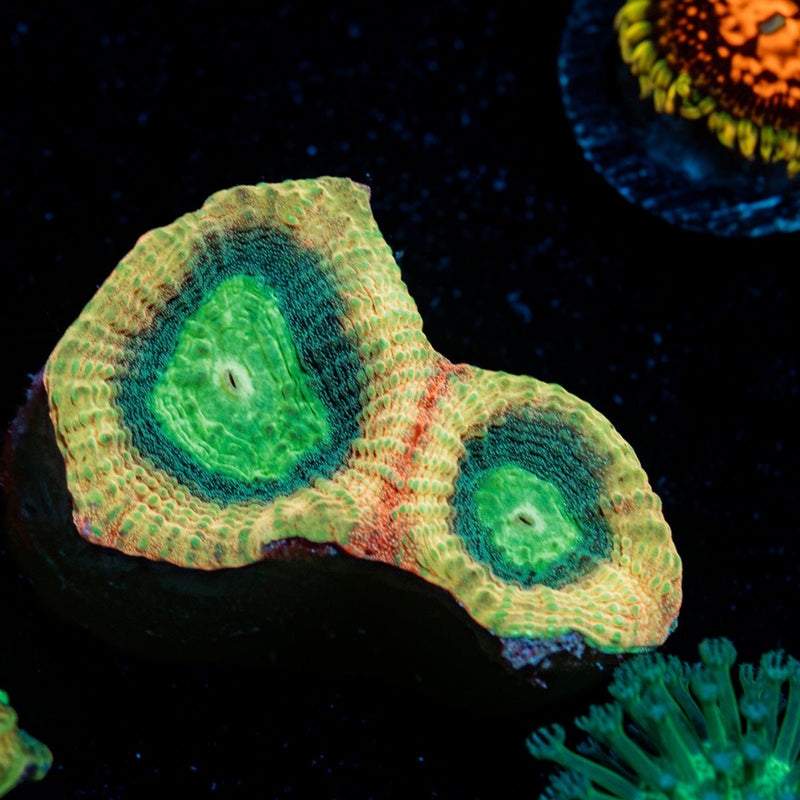 Dragon Slayer Favia Coral with colony growth in reef aquarium