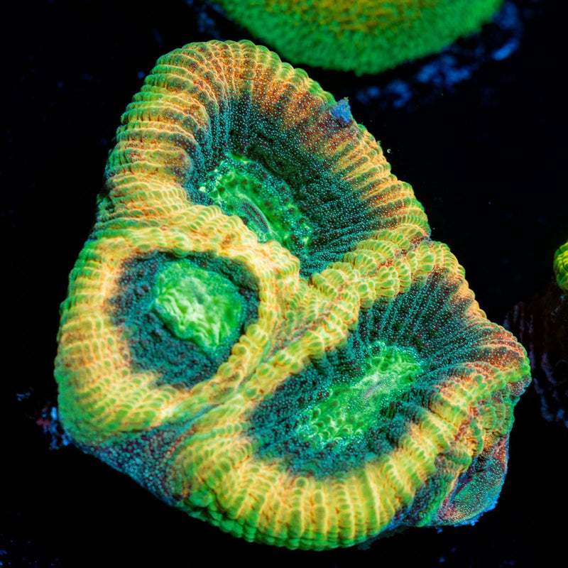 Dragon Slayer Favia Coral with encrusting growth in reef aquarium