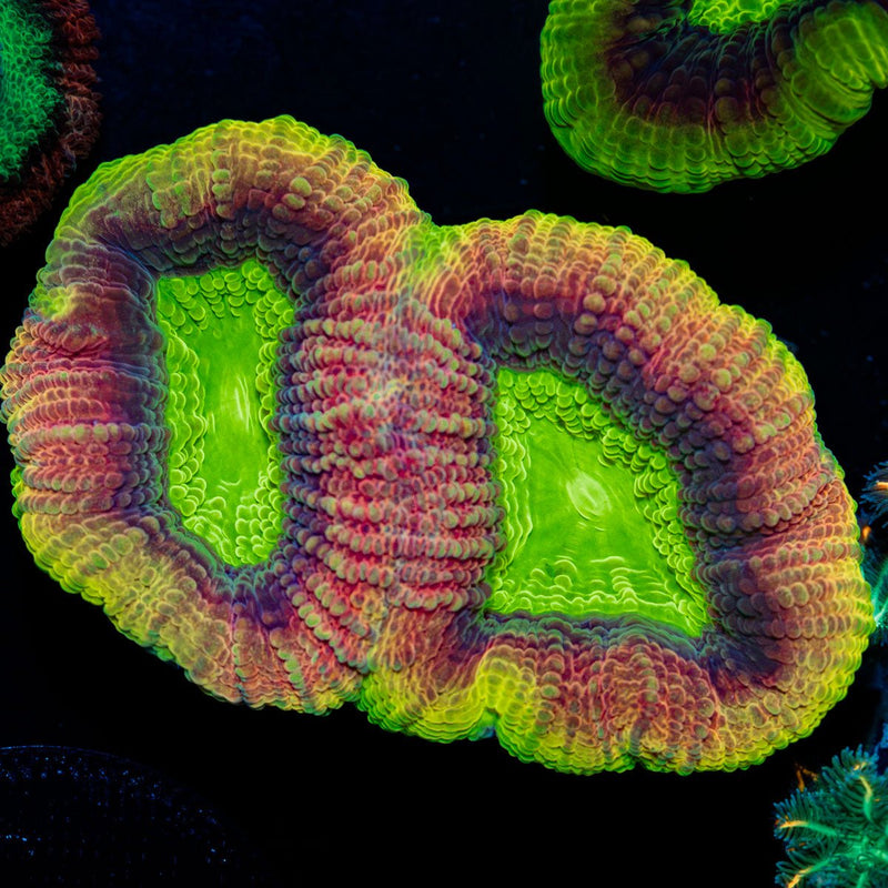 Dragon Soul Favia Coral with large-polyp stony growth in reef aquarium