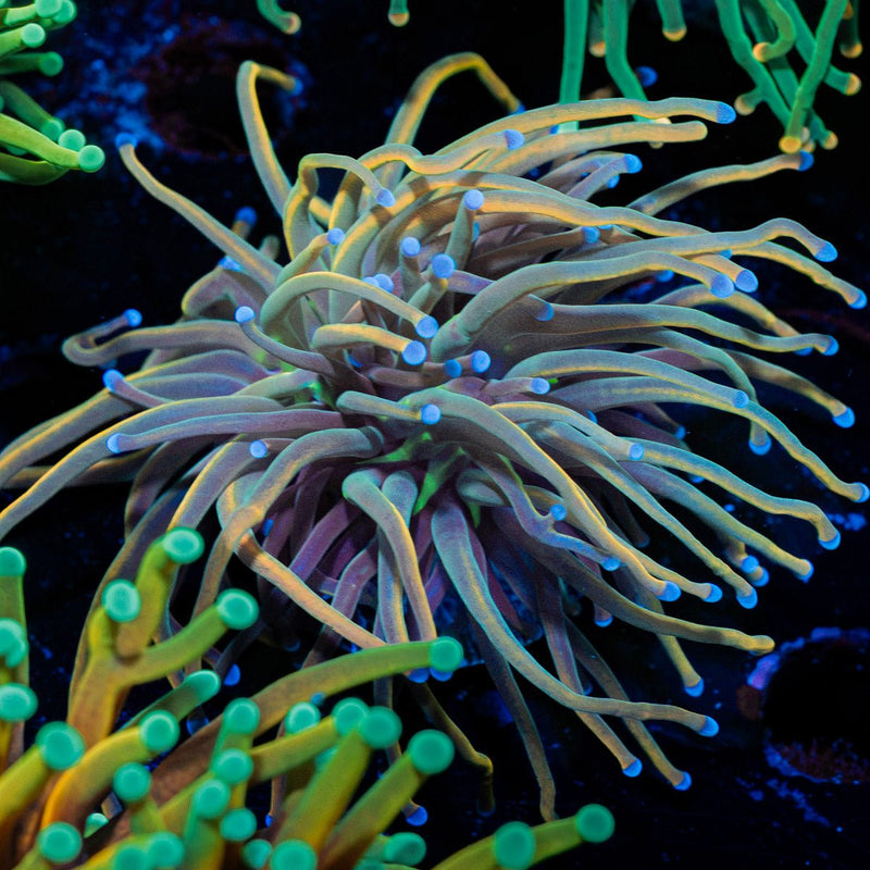 Dragon Talmer Torch Euphyllia Coral