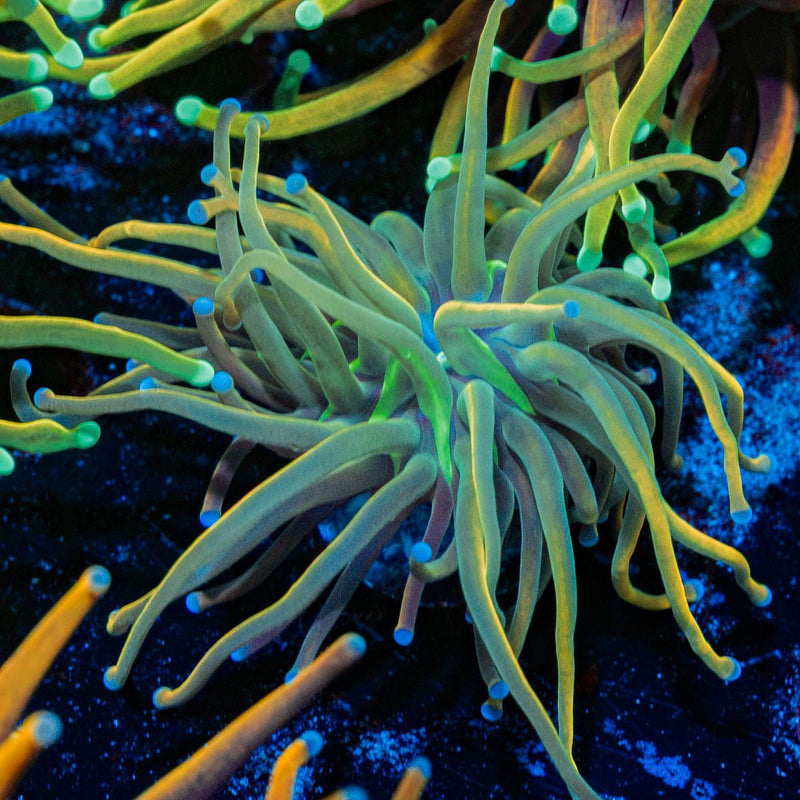 Dragon Tamer Euphyllia Coral