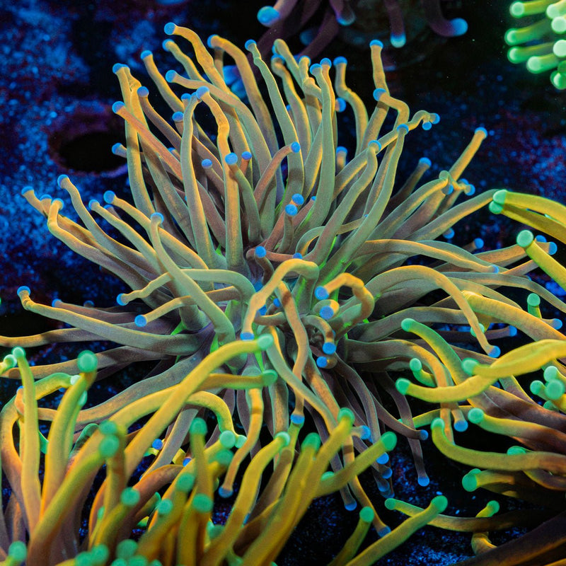 Dragon Tamer Euphyllia Coral