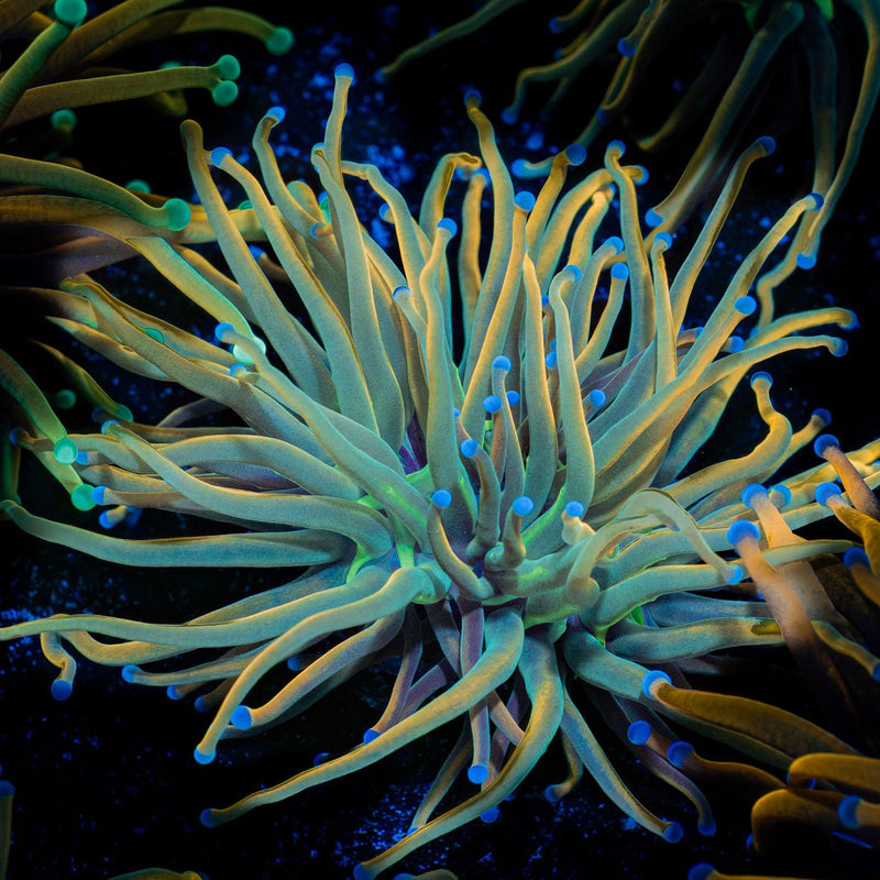 Dragon tamer Torch Euphyllia Coral with flowing tentacles in reef aquarium