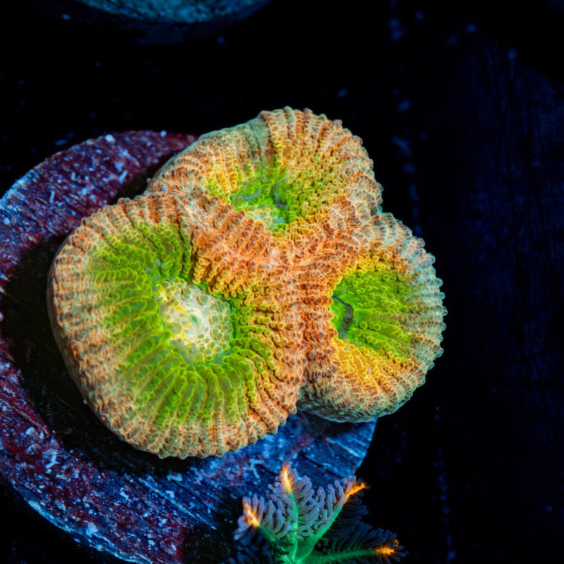 Drunken Monkey Dips Astraea Coral with encrusting growth in reef aquarium