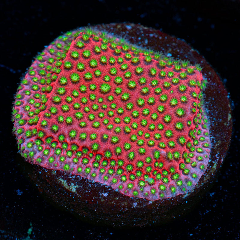 Electric Daisy Stylocoeniella Coral