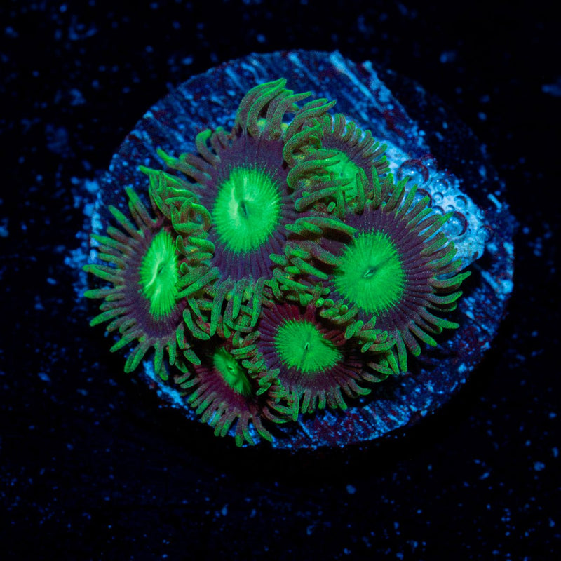 Emerald City Zoanthid Coral colony growth in reef aquarium