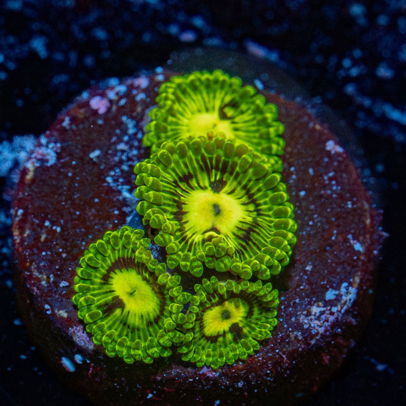 Emerald Murals Zoanthid Coral