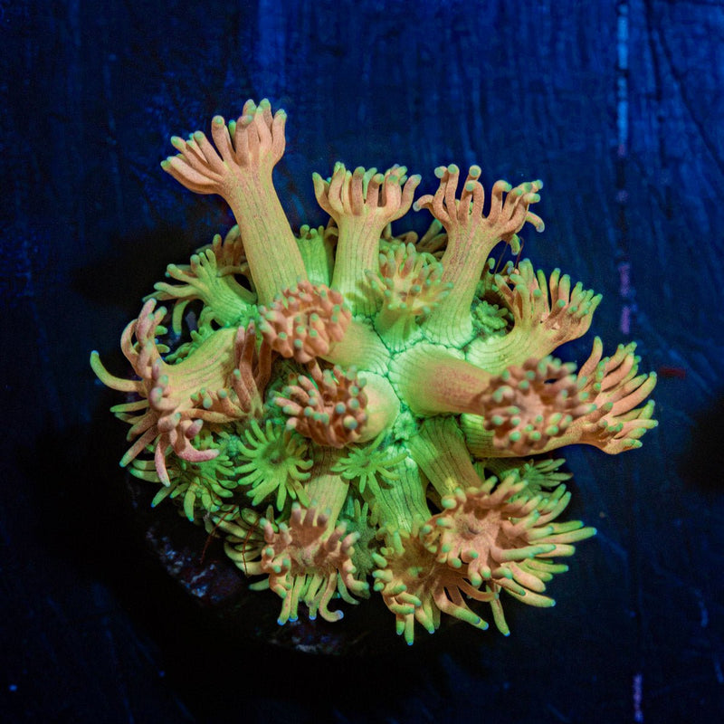 Encore Goniopora Coral with flower-like polyps in reef aquarium