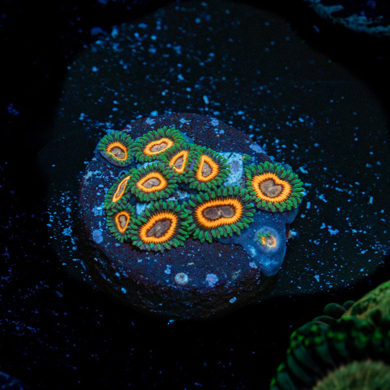 Fairy Tales Zoanthid Coral with colony growth in reef aquarium