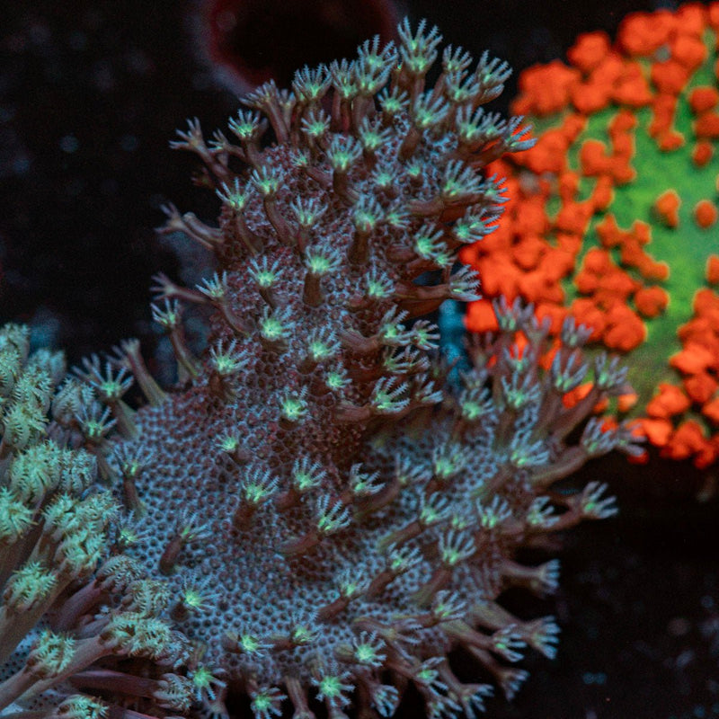 Finger Leather Coral