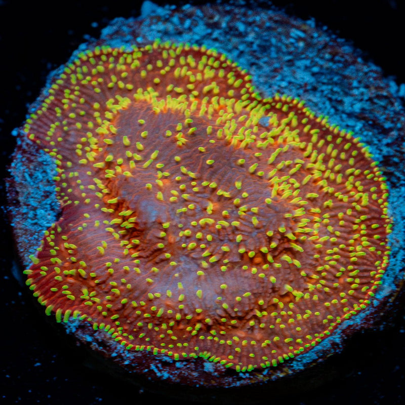 Freak Hair Lithio Coral with encrusting growth in reef aquarium