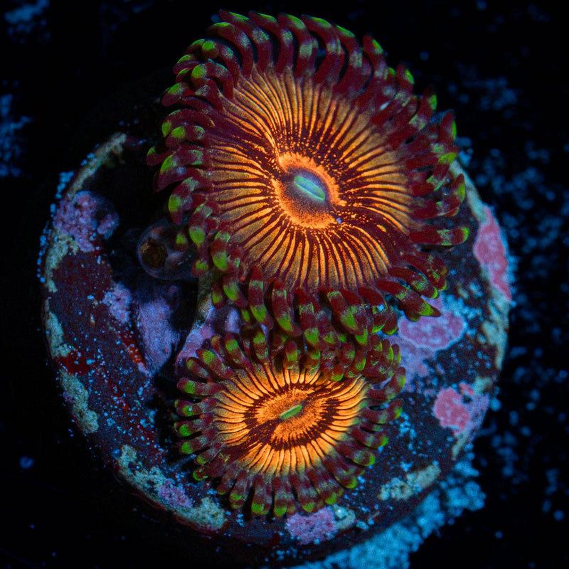 Fruit Ninja Zoanthid Coral colony growth in reef aquarium