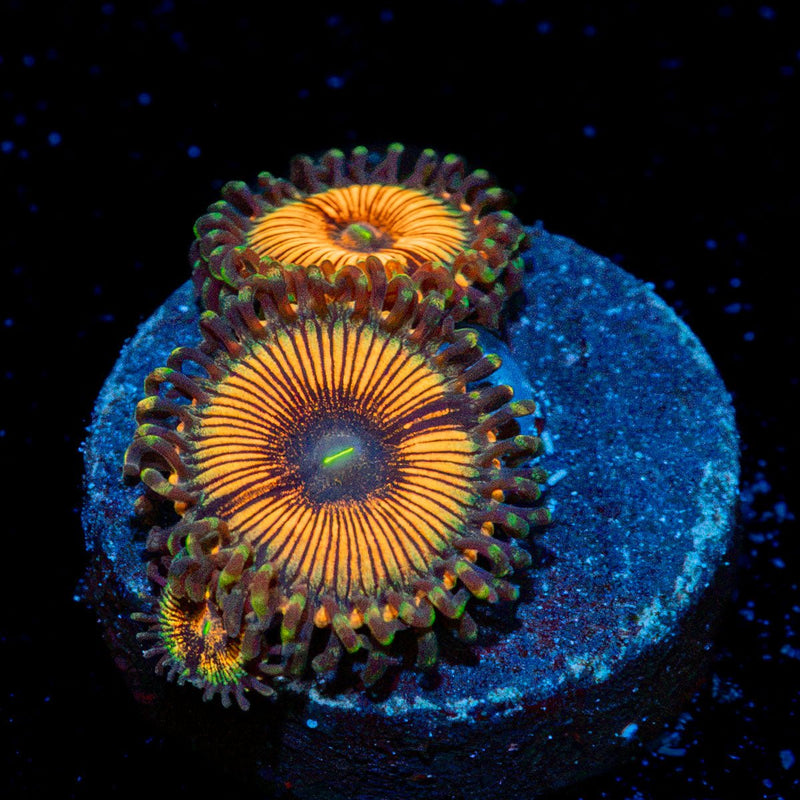 Fruit Ninja Zoanthid Coral colony growth in reef aquarium