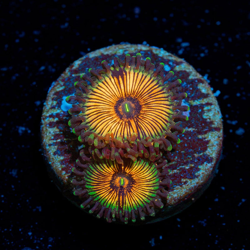Fruit Ninja Zoanthid Coral colony growth in reef aquarium