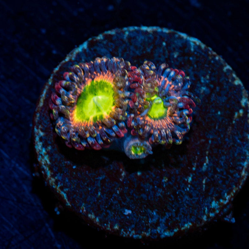 Funny D Zoanthid Coral