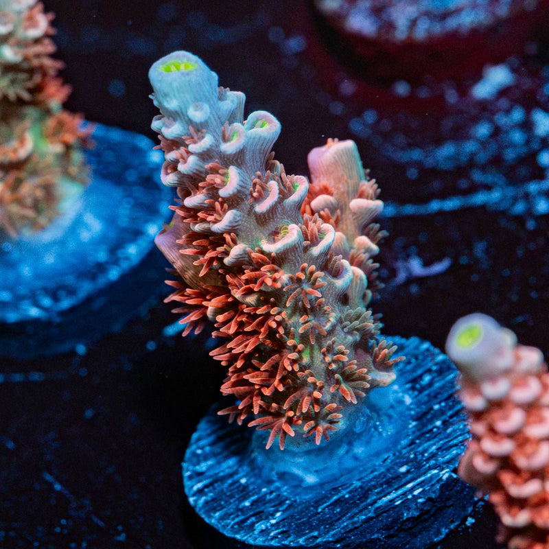Globe Master Tenuis Acropora Coral with branching growth in reef aquarium