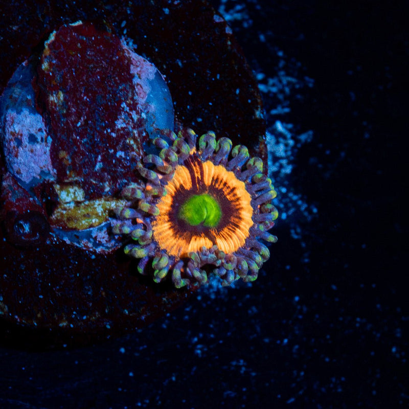 Gobstoppers Zoanthid Coral colony growth in reef aquarium