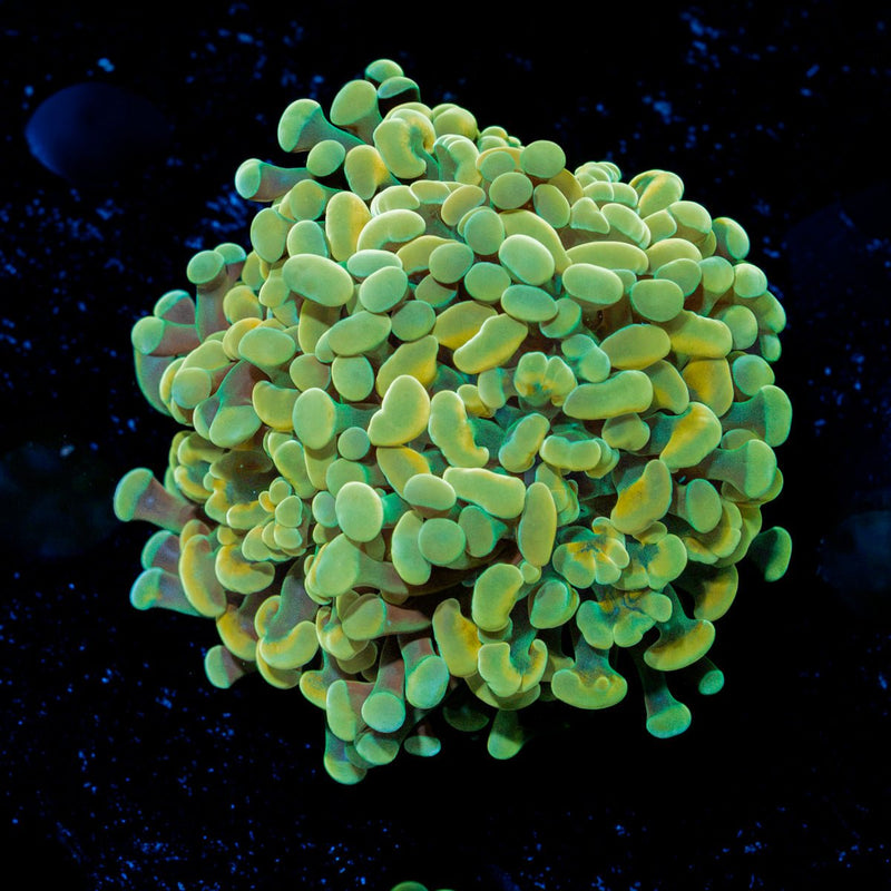 Gold Branching Hammer Coral with fleshy heads in reef aquarium