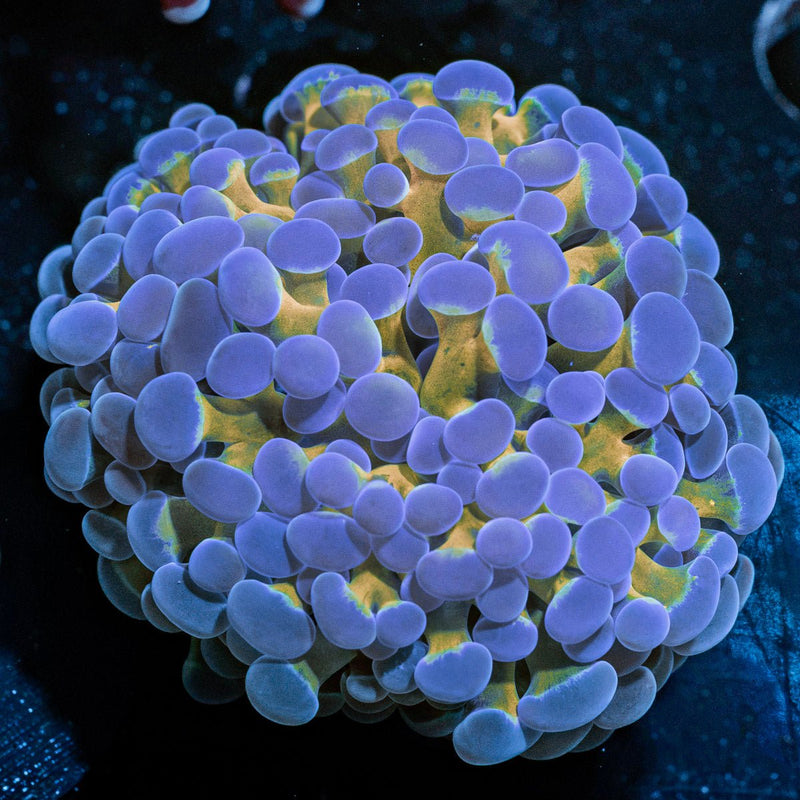 Gold Stem Hammer Coral