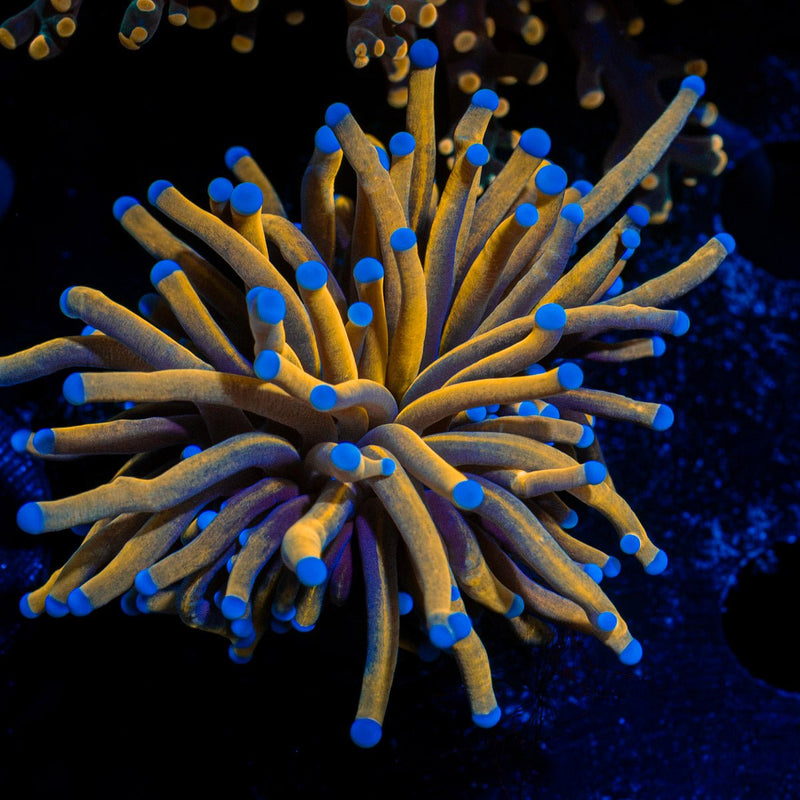 Gold Torch Euphyllia Coral with flowing tentacles in reef aquarium