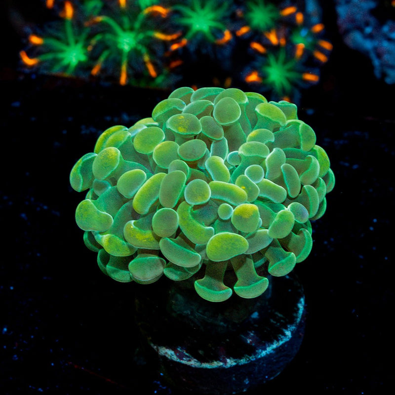 Golden Hammer Coral