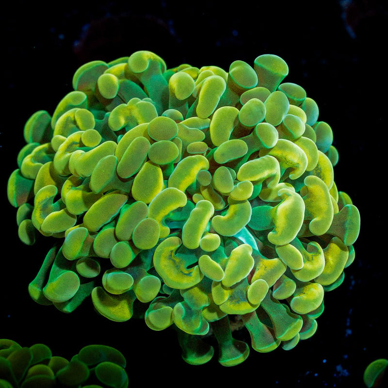 Golden Hammer Coral
