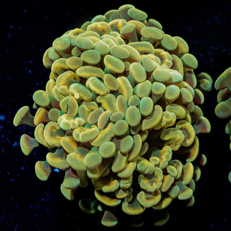 Golden Hammer Euphyllia Coral with branching fleshy heads in reef aquarium