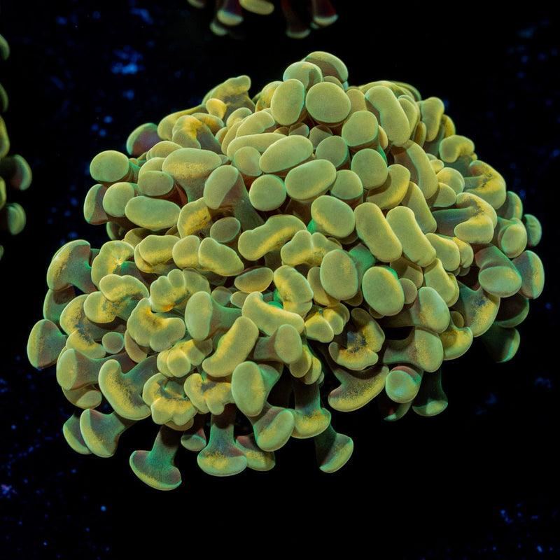 Golden Hammer Euphyllia Coral with branching fleshy heads in reef aquarium